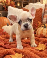 Lilac/Cocoa Fawn Merle DNA confirmed - collar baby pink, a female French Bulldog for sale in Millville, MN – 3 of 9