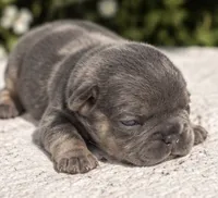 Female # 3, a female French Bulldog for sale in Millville, MN – 3 of 7