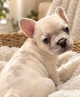 Male collar Coco - Lilac-toned/Dilute Cocoa Fawn Merl  DNA confirmed, a male French Bulldog for sale in Millville, MN – 3 of 9