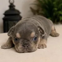 Maverick, a male French Bulldog for sale in Millville, MN – 7 of 7