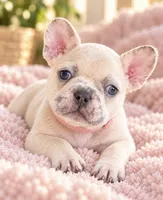 Female baby pink - Lilac/Cocoa Fawn Merle DNA confirmed , a female French Bulldog for sale in Millville, MN – 1 of 9