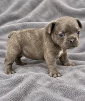 Male Emerald - Blue/gray, a male French Bulldog for sale in Millville, MN – 2 of 10