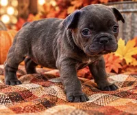 Blue/Dilute / Chocolate Carrie DNA confirmed - emerald collar, a male French Bulldog for sale in Millville, MN – 4 of 10