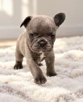 Female golden pearl - blue Testable-chocolate DNA confirmed, a female French Bulldog for sale in Millville, MN – 3 of 7
