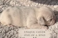 Male “D”, a male French Bulldog for sale in Millville, MN – 2 of 8