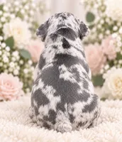 Female black pear - High-Contrast Blue Merle, a female French Bulldog for sale in Millville, MN – 4 of 8