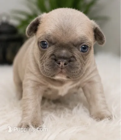 Teddy  – French Bulldog puppy for sale in Millville, MN