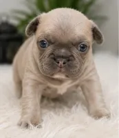 Teddy , a male French Bulldog for sale in Millville, MN – 1 of 10