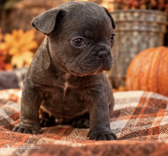 Male Emerald - Blue/Dilute / Chocolate Carrie DNA confirmed – French Bulldog puppy for sale in Millville, MN