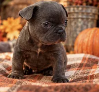 Blue/Dilute / Chocolate Carrie DNA confirmed - emerald collar, a male French Bulldog for sale in Millville, MN – 1 of 10