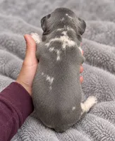Female orange pear - blue & tan are the cool slate-gray , a female French Bulldog for sale in Millville, MN – 4 of 9