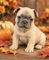 DNA-Confirmed Blue Fawn Female • Carries Chocolate - ruby collar, a female French Bulldog for sale in Millville, MN – 4 of 10