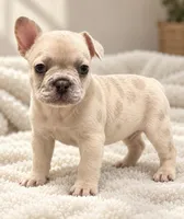 Male collar Coco - Lilac-toned/Dilute Cocoa Fawn Merl  DNA confirmed, a male French Bulldog for sale in Millville, MN – 4 of 9
