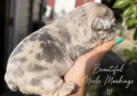 Male “F” , a male French Bulldog for sale in Millville, MN – 2 of 8