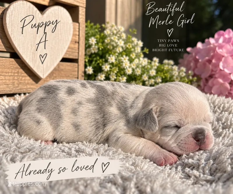 Female “A” – French Bulldog puppy for sale in Millville, MN
