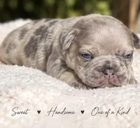 Male “F” , a male French Bulldog for sale in Millville, MN – 5 of 8
