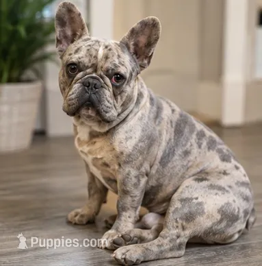 John  – French Bulldog puppy for sale in Millville, MN