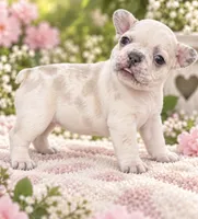 Female fuchsia - very light lilac fawn merle, a female French Bulldog for sale in Millville, MN – 4 of 8