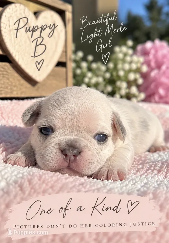 Female “B” – French Bulldog puppy for sale in Millville, MN