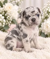 Female black pear - High-Contrast Blue Merle, a female French Bulldog for sale in Millville, MN – 2 of 8