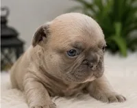 Teddy , a male French Bulldog for sale in Millville, MN – 9 of 10