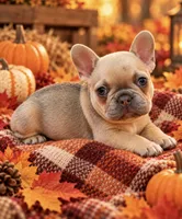 Dilute Cocoa Fawn/Sable DNA confirmed - White Collar, a female French Bulldog for sale in Millville, MN – 3 of 9