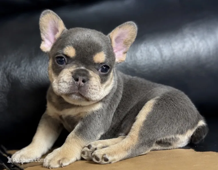 Maverick – French Bulldog puppy for sale in Millville, MN