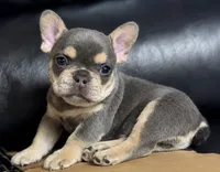 Maverick, a male French Bulldog for sale in Millville, MN – 1 of 7
