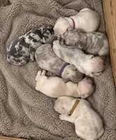 Female baby pink - very light lilac fawn merle, a female French Bulldog for sale in Millville, MN – 5 of 8