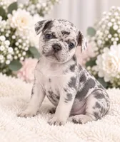 Female black pear - High-Contrast Blue Merle, a female French Bulldog for sale in Millville, MN – 3 of 8