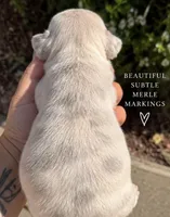 Male “D”, a male French Bulldog for sale in Millville, MN – 4 of 8