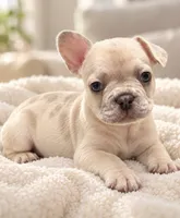 Male collar Coco - Lilac-toned/Dilute Cocoa Fawn Merl  DNA confirmed, a male French Bulldog for sale in Millville, MN – 5 of 9