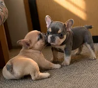 Teddy, a male French Bulldog for sale in Millville, MN – 5 of 5