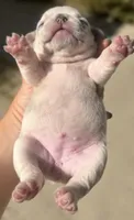 Female “B”, a female French Bulldog for sale in Millville, MN – 4 of 8