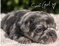 Female “G”, a female French Bulldog for sale in Millville, MN – 4 of 8