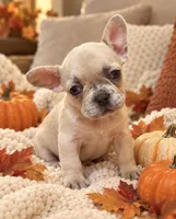 Lilac/Cocoa Fawn Merle DNA confirmed - collar baby pink, a female French Bulldog for sale in Millville, MN – 4 of 9