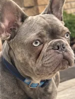 Potato/Tater Tot - Cocoa Blue (Cocoa Dilute) , a male French Bulldog for sale in Millville, MN – 2 of 4