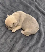Female white pearl - Isabella-fawn Very light lilac/fawn, a female French Bulldog for sale in Millville, MN – 5 of 10