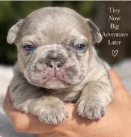 Male “F” , a male French Bulldog for sale in Millville, MN – 3 of 8