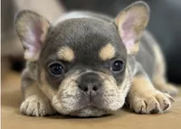 Maverick, a male French Bulldog for sale in Millville, MN – 2 of 7