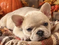 Blue Fawn/Sable Merle  Cocoa Carrier DNA confirmed - Grey Collar , a female French Bulldog for sale in Millville, MN – 4 of 10