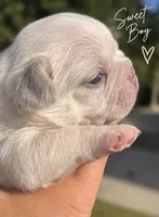 Male “D”, a male French Bulldog for sale in Millville, MN – 5 of 8