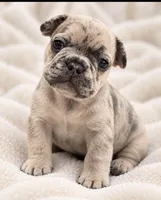 Male royal blue -  lilac merle, a male French Bulldog for sale in Millville, MN – 2 of 8