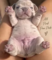 Male “E” , a male French Bulldog for sale in Millville, MN – 6 of 9
