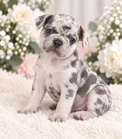 Female black pear - High-Contrast Blue Merle, a female French Bulldog for sale in Millville, MN – 5 of 8