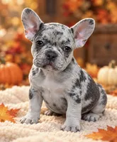 DNA-confirmed Blue & Tan Merle carries cocoa - black collar, a female French Bulldog for sale in Millville, MN – 2 of 10
