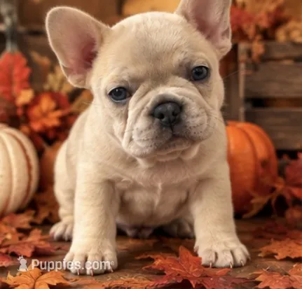 Blue Fawn/Sable Merle  Cocoa Carrier DNA confirmed - Grey Collar  – French Bulldog puppy for sale in Millville, MN