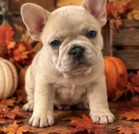 Blue Fawn/Sable Merle  Cocoa Carrier DNA confirmed - Grey Collar , a female French Bulldog for sale in Millville, MN – 1 of 10