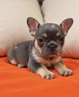 Blue & Tan Merle cocoa carrier DNA confirmed - Orange Collar, a female French Bulldog for sale in Millville, MN – 3 of 10