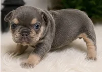 Maverick, a male French Bulldog for sale in Millville, MN – 5 of 7